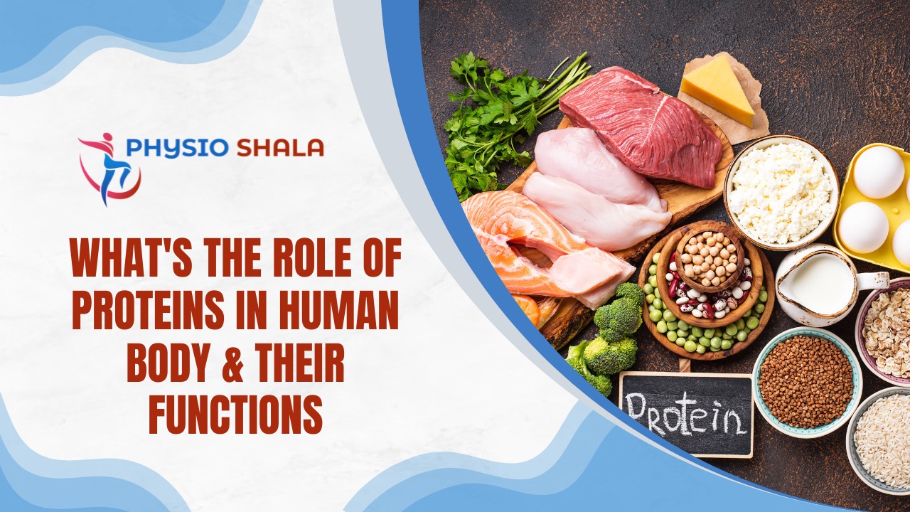 What's The Role Of Proteins In Human Body & Their Functions